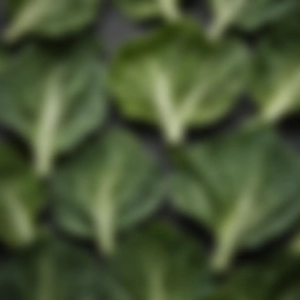 Close-up of baby bok choy showing intricate leaf patterns