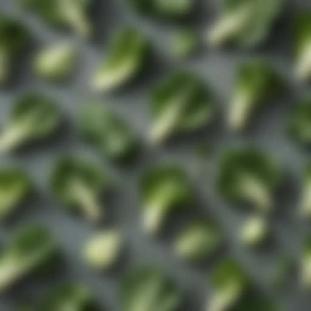 Vibrant Baby Bok Choy Leaves Fresh baby bok choy leaves with vibrant green hues