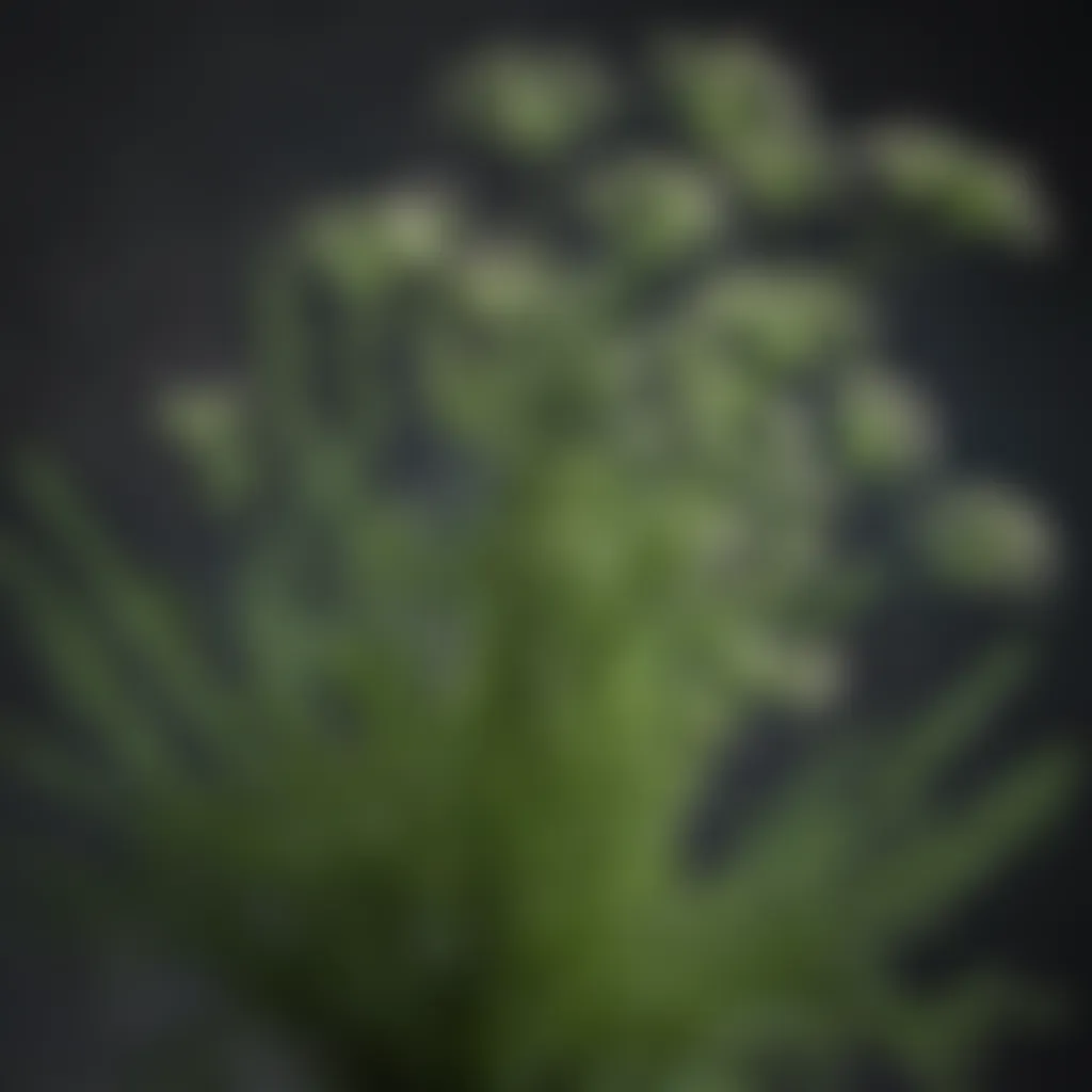 Fennel plant with blooming flowers