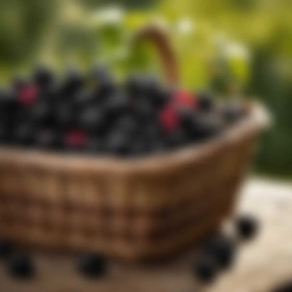 Basket of Freshly Picked Blackberries