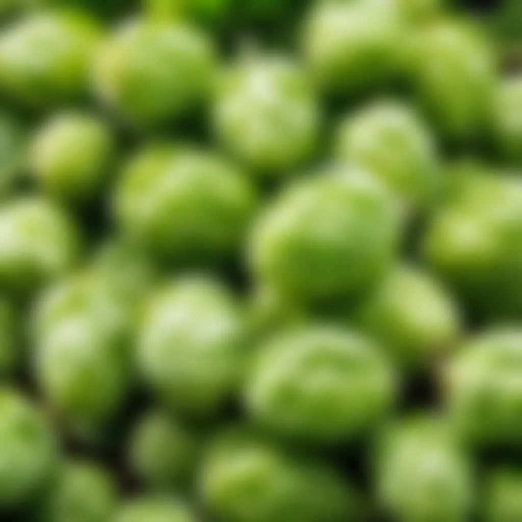 Close-up of Fresh Hops Close-up of hops