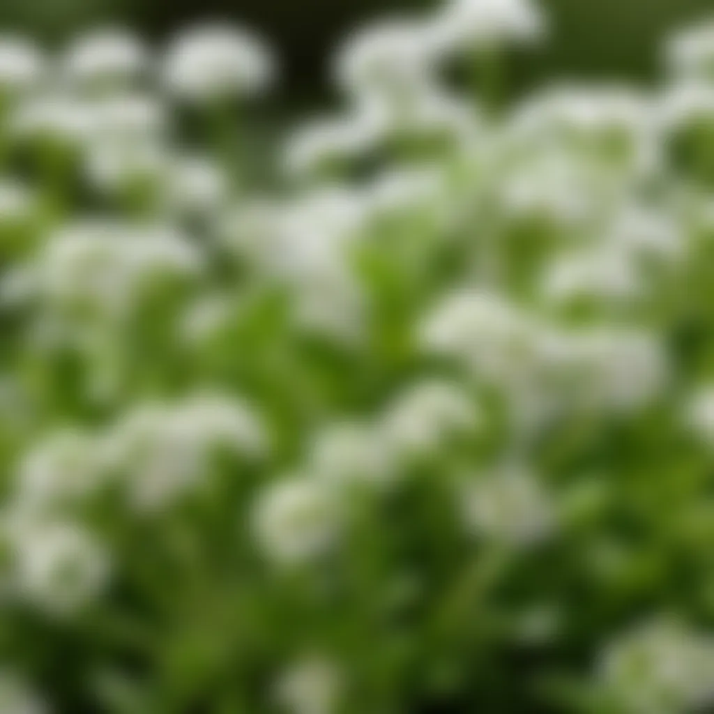 Delicate Sweet Alyssum Blossoms