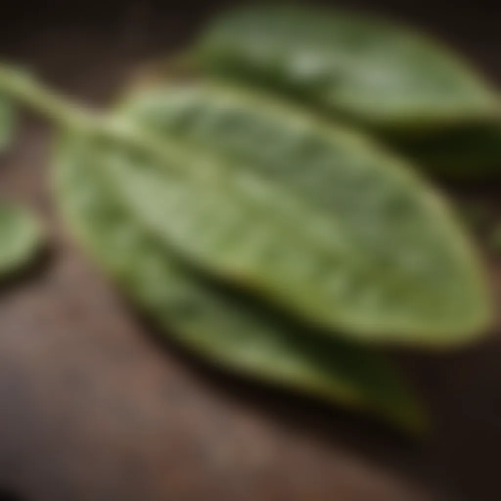 Plantain Leaves for Wrapping