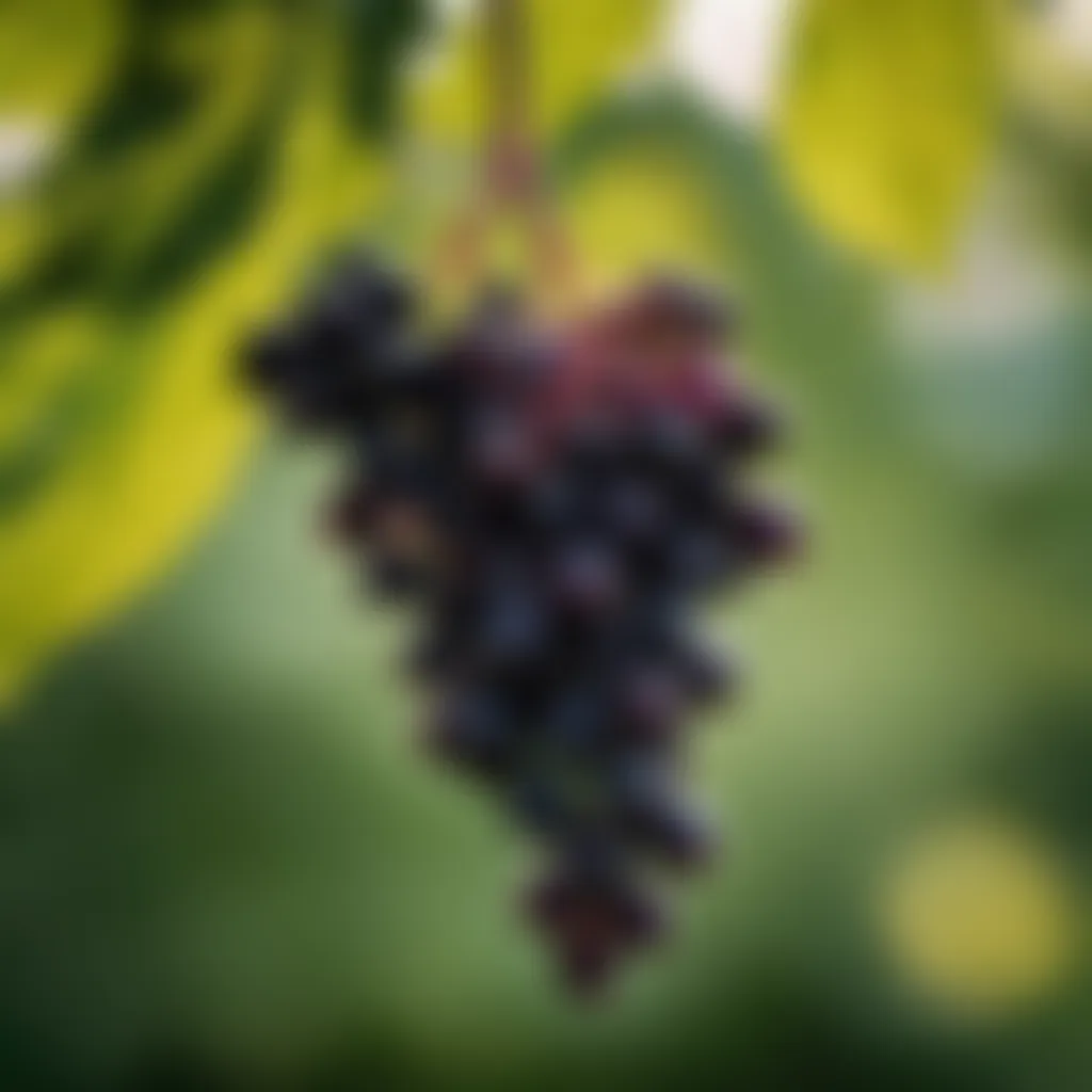 Elderberries on a branch