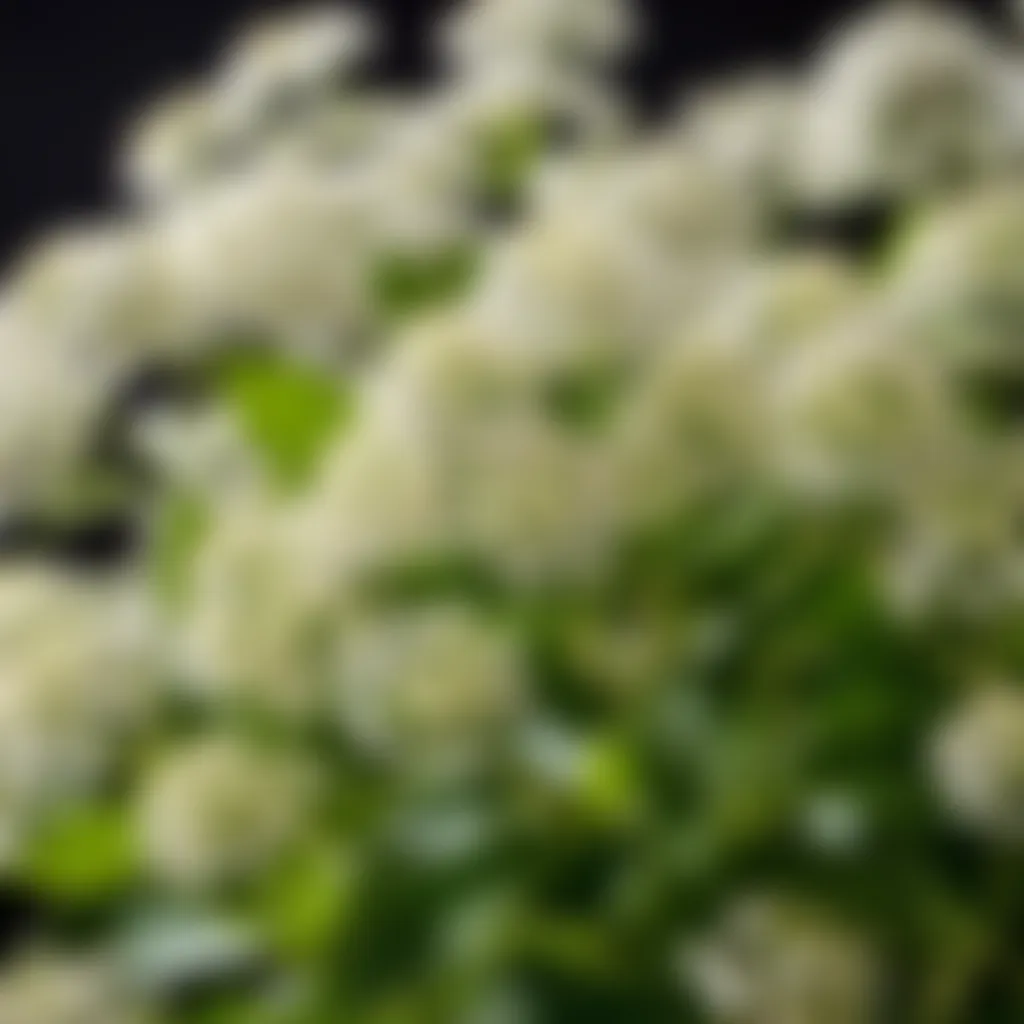 Exquisite Elderflower Blossoms Elderflower Blossoms