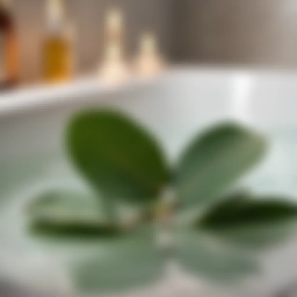 Eucalyptus leaves in a bath