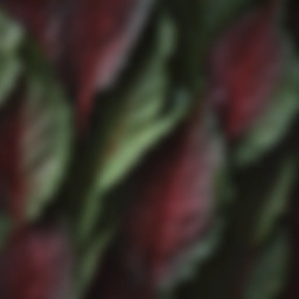 Vibrant Callaloo Leaves Close-up of vibrant callaloo leaves showing their unique texture and color.