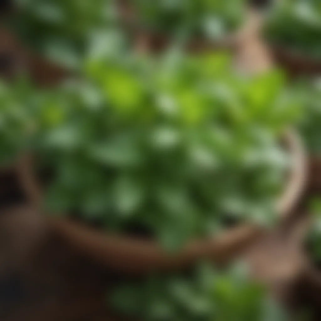 Fresh mint plants displayed at a local market