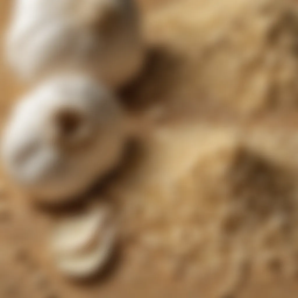 Close-up of granulated garlic and garlic powder textures