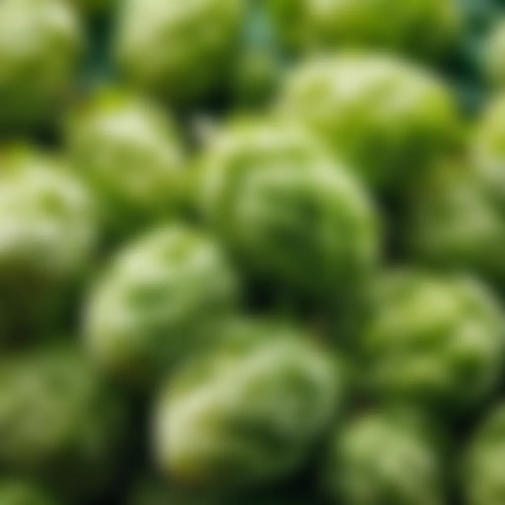 Hops for Brewing IPA Hops for Brewing IPA