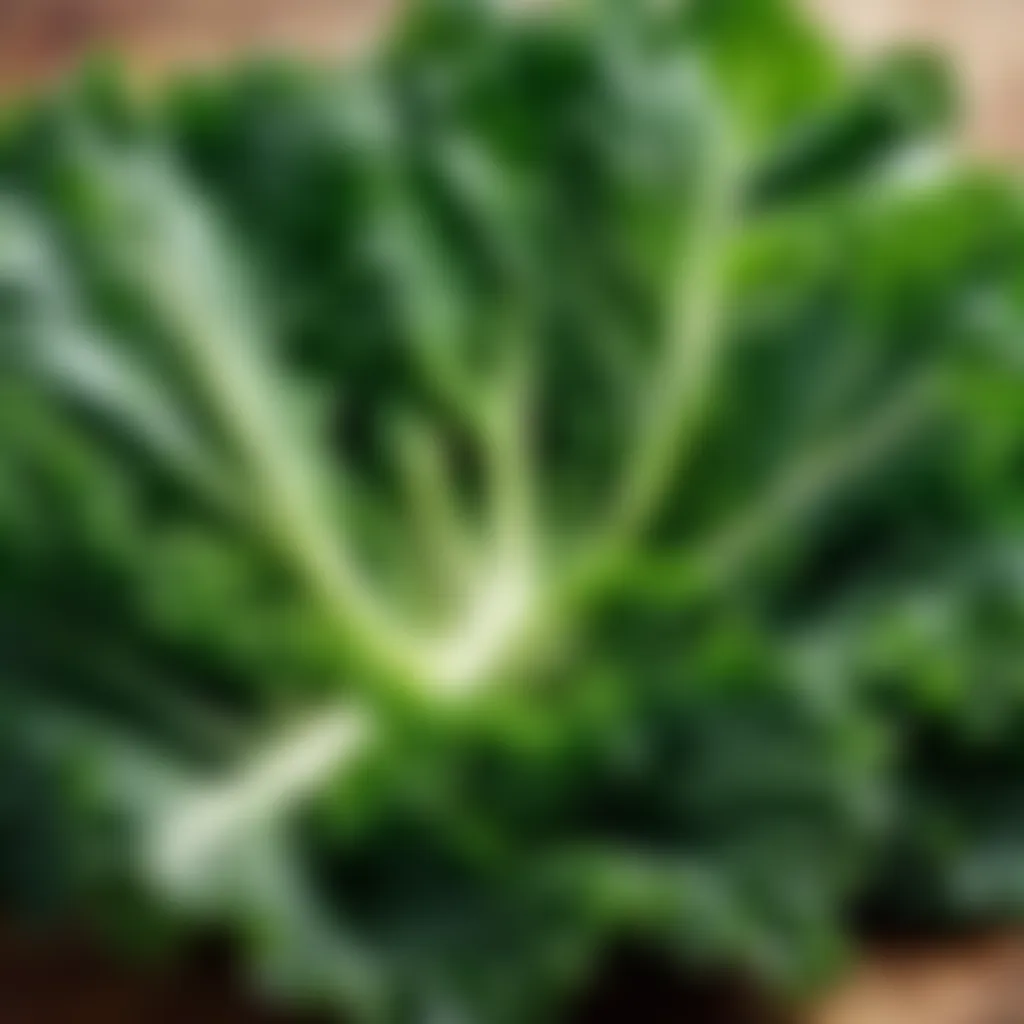 Fresh Kale Leaves Fresh kale leaves