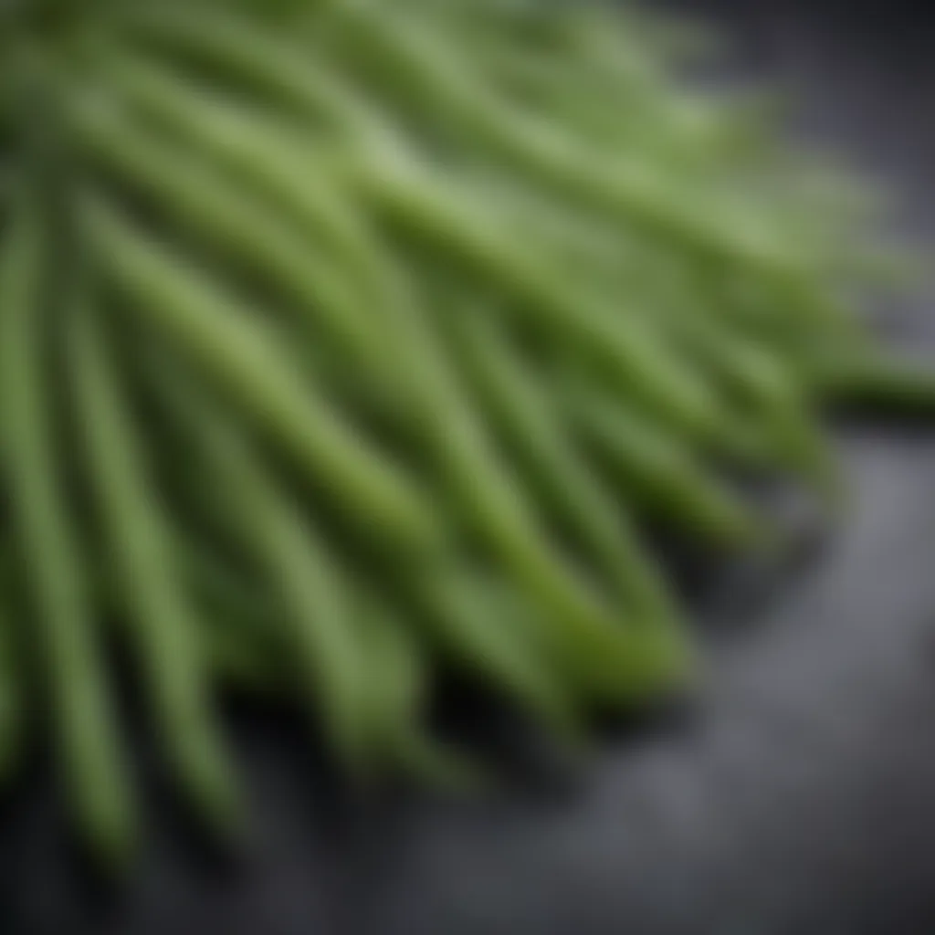 Close-up of freshly harvested Arkansas green beans with droplets of morning dew