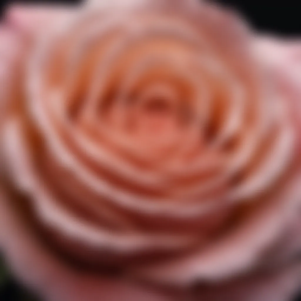 Close-up of a single rose, emphasizing its delicate petals and intricate details