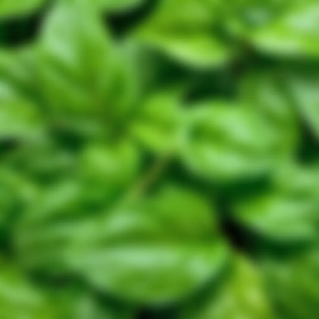 Vibrant Green Basil Leaves