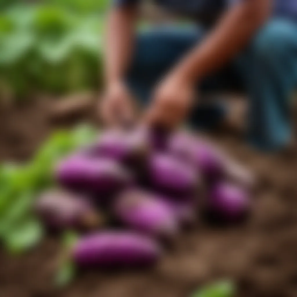 Vibrant Okinawan Sweet Potato Harvest